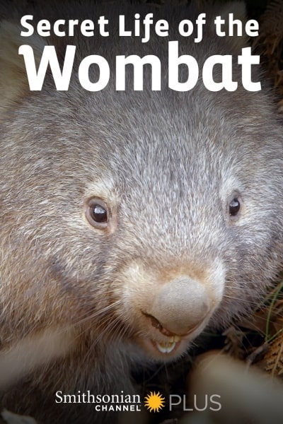 Secret Life of the Wombat - Season 1