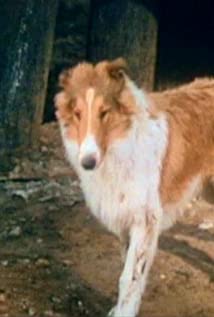Collie